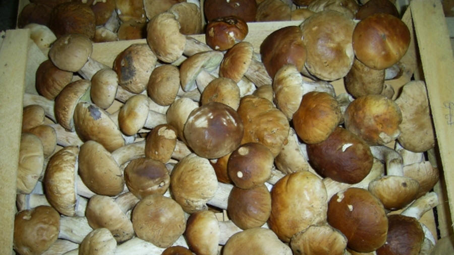 LAS-BOR fresh mushrooms dried mushrooms frozen mushrooms blanched mushrooms chanterelle boletus bay bolete champignon 02