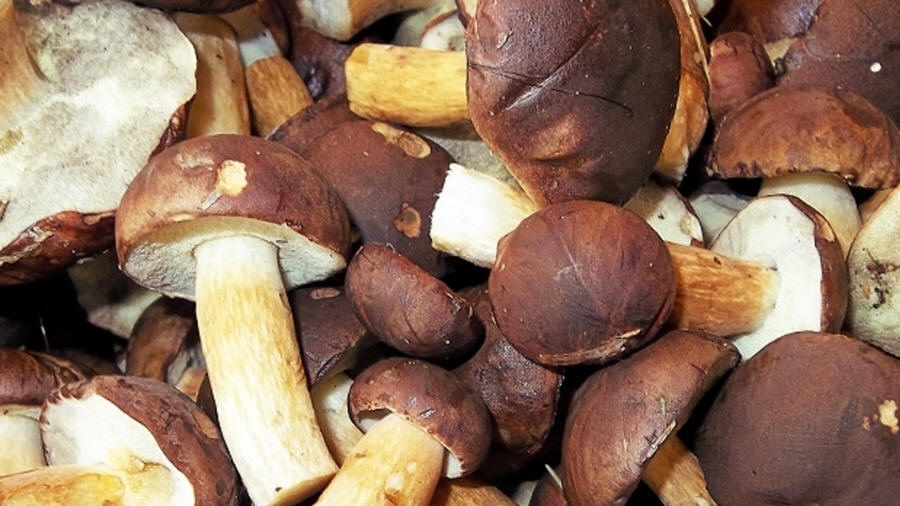 LAS-BOR fresh mushrooms dried mushrooms frozen mushrooms blanched mushrooms chanterelle boletus bay bolete champignon 03
