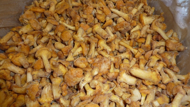 LAS-BOR fresh mushrooms dried mushrooms frozen mushrooms blanched mushrooms chanterelle boletus bay bolete champignon 09