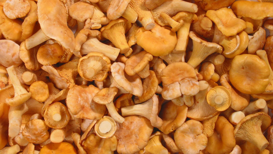 LAS-BOR fresh mushrooms dried mushrooms frozen mushrooms blanched mushrooms chanterelle boletus bay bolete champignon 01