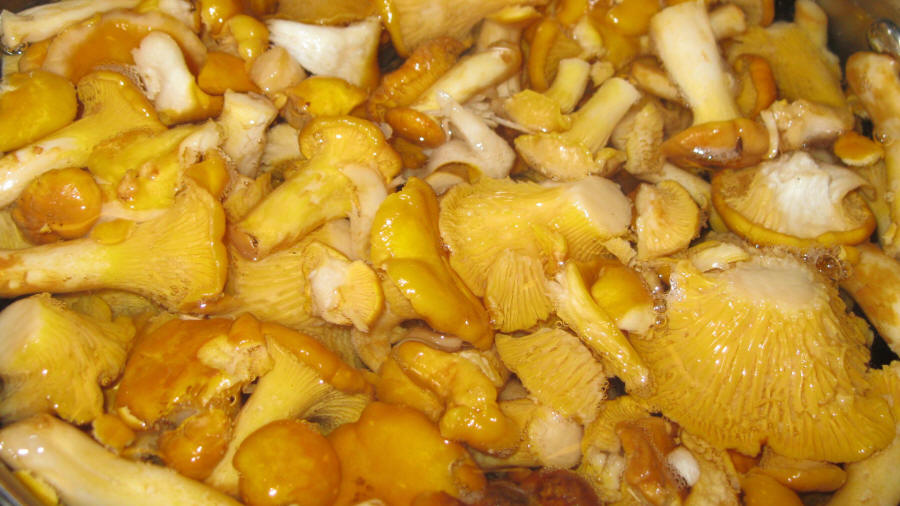 LAS-BOR fresh mushrooms dried mushrooms frozen mushrooms blanched mushrooms chanterelle boletus bay bolete champignon 04