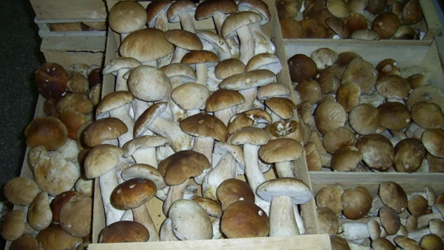 Las-Bór EKO traitement de la production de champignons exportés champignons frais séchés surgelés blanchis chanterelles cèpes bolets champignons de paris en Pologn 05