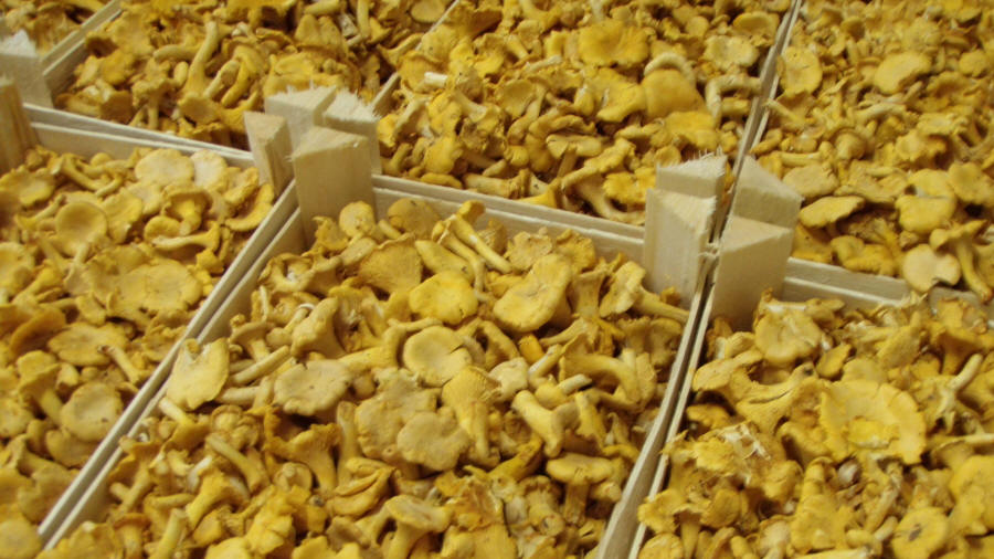 Las-Bór EKO traitement de la production de champignons exportés champignons frais séchés surgelés blanchis chanterelles cèpes bolets champignons de paris en Pologn 07