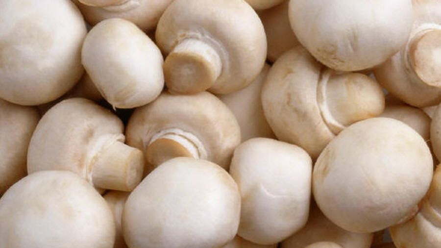 LAS-BOR fresh mushrooms dried mushrooms frozen mushrooms blanched mushrooms chanterelle boletus bay bolete champignon 08