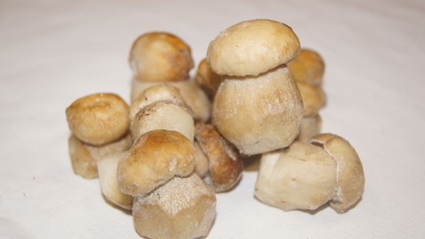Las-Bór EKO traitement de la production de champignons exportés champignons frais séchés surgelés blanchis chanterelles cèpes bolets champignons de paris en Pologn 11