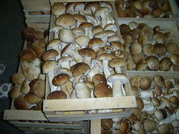 Las-Bór EKO traitement de la production de champignons exportés champignons frais séchés surgelés blanchis chanterelles cèpes bolets champignons de paris en Pologn 02