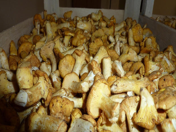 Las-Bór EKO traitement de la production de champignons exportés champignons frais séchés surgelés blanchis chanterelles cèpes bolets champignons de paris en Pologn 01