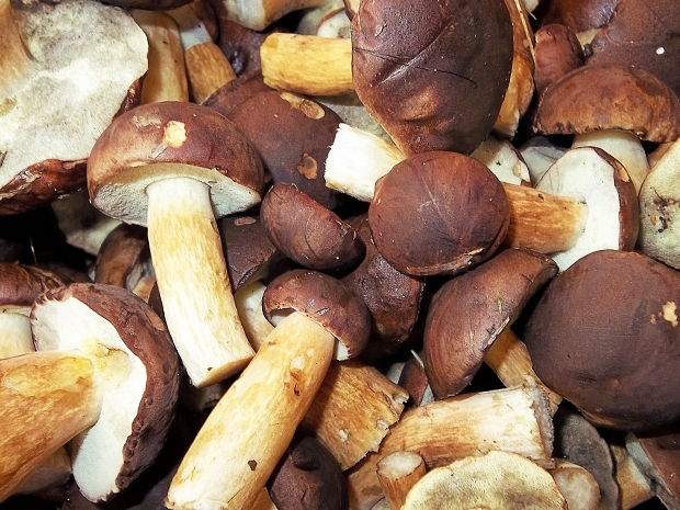 Las-Bór EKO traitement de la production de champignons exportés champignons frais séchés surgelés blanchis chanterelles cèpes bolets champignons de paris en Pologn 03